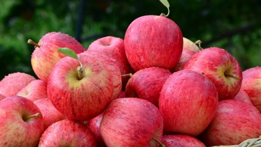 La naringenina actúa como un conservante bioactivo que suprime de forma coordinada la biosíntesis de etileno y el desmontaje de la pared celular, retrasando la senescencia Bea manzana naringe.jpg
